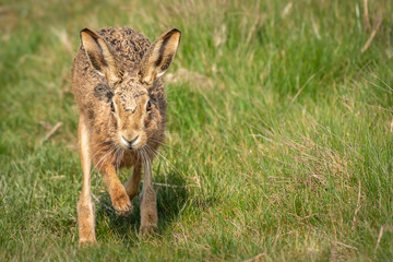 European Brown Hare Running