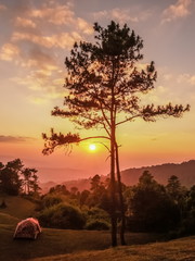 Fototapeta na wymiar Silhouette of Pine Tree and camping tent on the hill with colorful yellow and red sun light in the sky background, sunset at Huai Nam Dang National Park, Chiang Mai, Thailand.