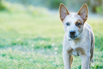 Red Heeler puppy dog close up and alert with green landscape in background.