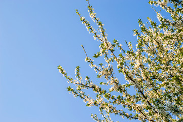 flowered plum tree against the sky