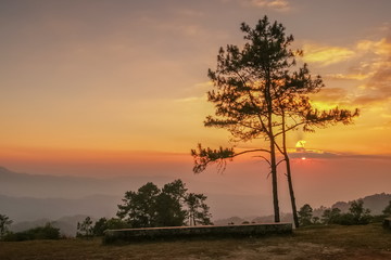 Fototapeta na wymiar Silhouette of Pine Tree on the hill with colorful yellow and red sun light in the sky background, sunset at Huai Nam Dang National Park, Chiang Mai, northern of Thailand.