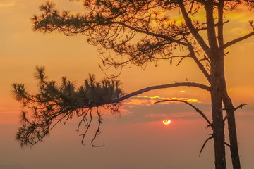 Silhouette Pine Tree Branches with colorful yellow and red sun light in the sky background, sunset at Huai Nam Dang National Park, Chiang Mai, Thailand.