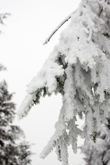 snow covered pine trees
