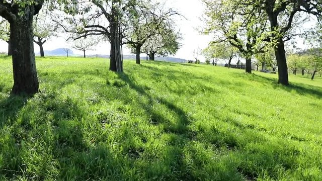 Streuobstwiese im Fr&uuml;hling - Kamerafahrt