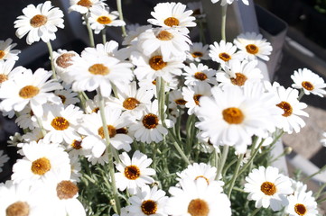 Wild chrysanthemum chamomile