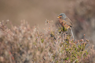 Dartford Warbler perched rare UK bird