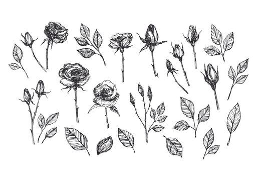 Hand drawn vector roses set. Floral hand sketched illustration
