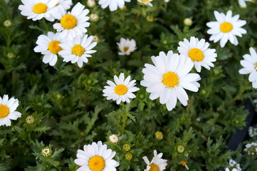 Wild chrysanthemum chamomile