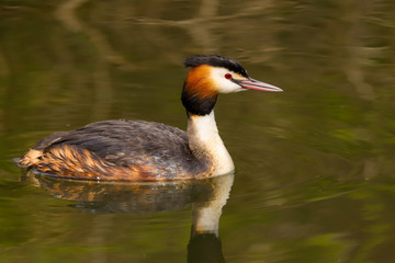 Great Crested Grebe (Podiceps cristatus).  Taken at Cardiff Bay Nature Reserve, South Wales UK