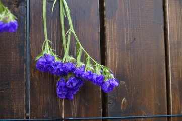 colorful Dried flower Botanical