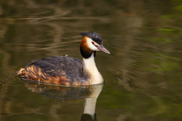 Great Crested Grebe (Podiceps cristatus).  Taken at Cardiff Bay Nature Reserve, South Wales UK