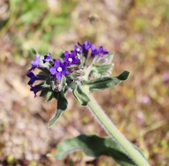 Anchusa officinalis, commonly known as the common bugloss or alkanet. Is a medicinal plant from the borage family.
