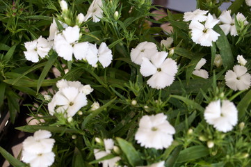 Dianthus carnation white