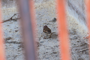 The sparrow stands on concrete between the metal fence