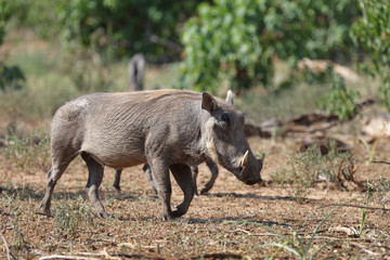 Warzenschwein / Warthog / Phacochoerus africanus