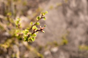 Spring branches of trees or bushes close-up. The background is blurred. Gardening concept. Beautiful texture of nature.