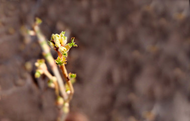 Spring branches of trees or bushes close-up. The background is blurred. Gardening concept. Beautiful texture of nature.