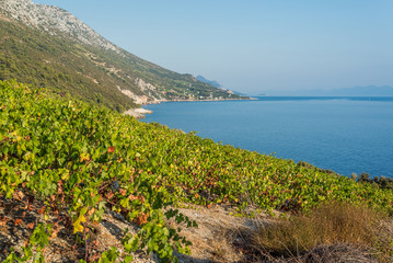 Organic 'mali Plavac' grapes in local vineyard, Dingac Borak village, Peljesac Peninsula, Dalmatia,...