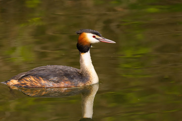 Great Crested Grebe (Podiceps cristatus).  Taken at Cardiff Bay Nature Reserve, South Wales UK