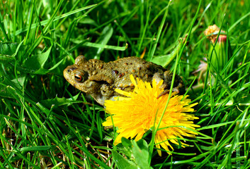 A green frog sits in green grass. Nearby is a yellow flower.