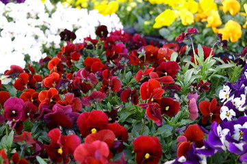 colorful Viola flower
