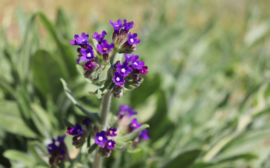 Anchusa officinalis, commonly known as the common bugloss or alkanet. Is a medicinal plant from the borage family.