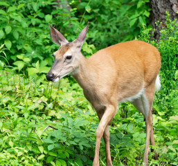 deer in the forest