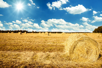 Fototapeta premium field with hay on a sunny day