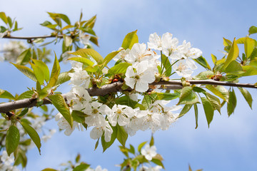 White flowers of cherries against the blue sky