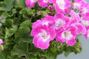 Pelargonium Geranium pink flower green plant