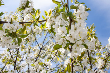 Białe kwiaty czereśni na tle błękitnego nieba © Monika