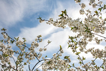 Gałęzie wiśni pokryte białymi kwiatami na tle błękitnego nieba - obrazy, fototapety, plakaty