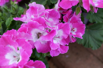 Pelargonium Geranium pink flower green plant