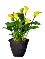 Bright yellow flowers,  calla lilly plant.  One image has blue gingham background and blue fabric draped at its base and the other is isolated on white background.