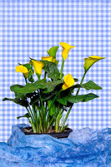 Bright yellow flowers,  calla lilly plant.  One image has blue gingham background and blue fabric...