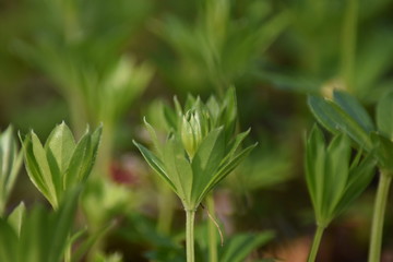Waldmeister (Galium odoratum)