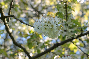 Flowers of the cherry blossoms on a spring day