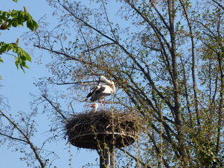 Cigogne