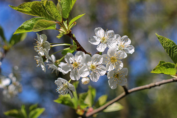 Flowers of the cherry blossoms on a spring day
