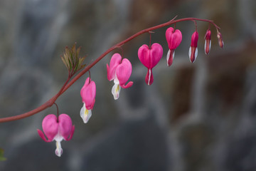 flowering Bleeding Heart flowers -botany Dicentra spectabilis