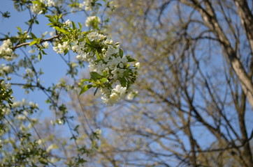 spring blooming, cherry branch with white flowers