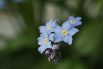 Голубой цветок