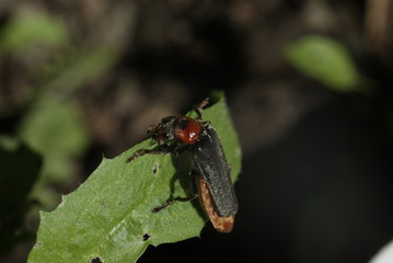 Жук пожарник