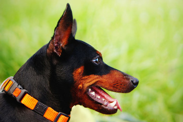 Side profile of the dog miniature pinscher on blurred natural green background