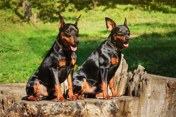 Two friendly miniature pinschers sit on a stamp
