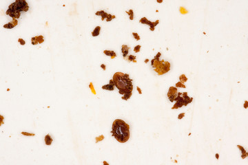Varroa mites on a control pad