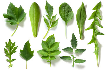 Set, collection of green leaves of different plants isolated on white background