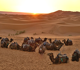 Sunrise in the Sahara Desert. A group of one-humped camels resting before the transition.