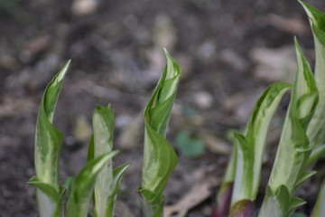 Austreibende Funkie (Hosta)