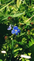 Obraz premium blue flower